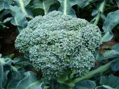 broccoli-494754_640_quarter_width.jpg