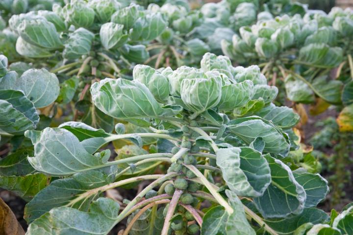 Brussels sprouts on the plant. Photo by audaxl/Getty Images.
