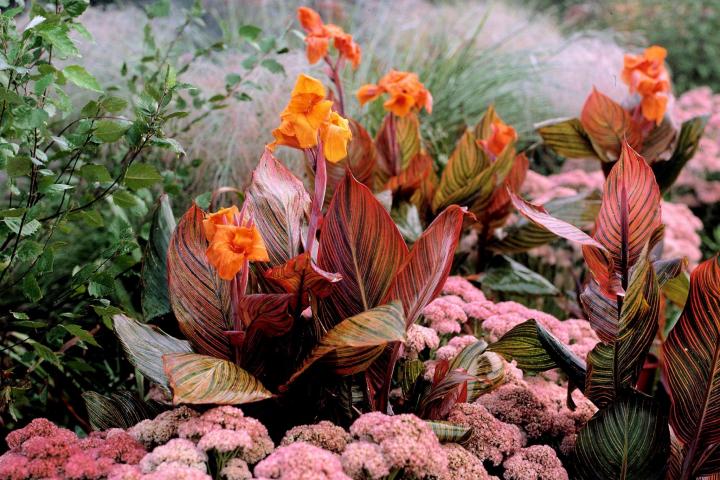 Canna Lily Bulbs Perennial Tropical Bronze Scarlet Flower Foliage Hardy Plants 