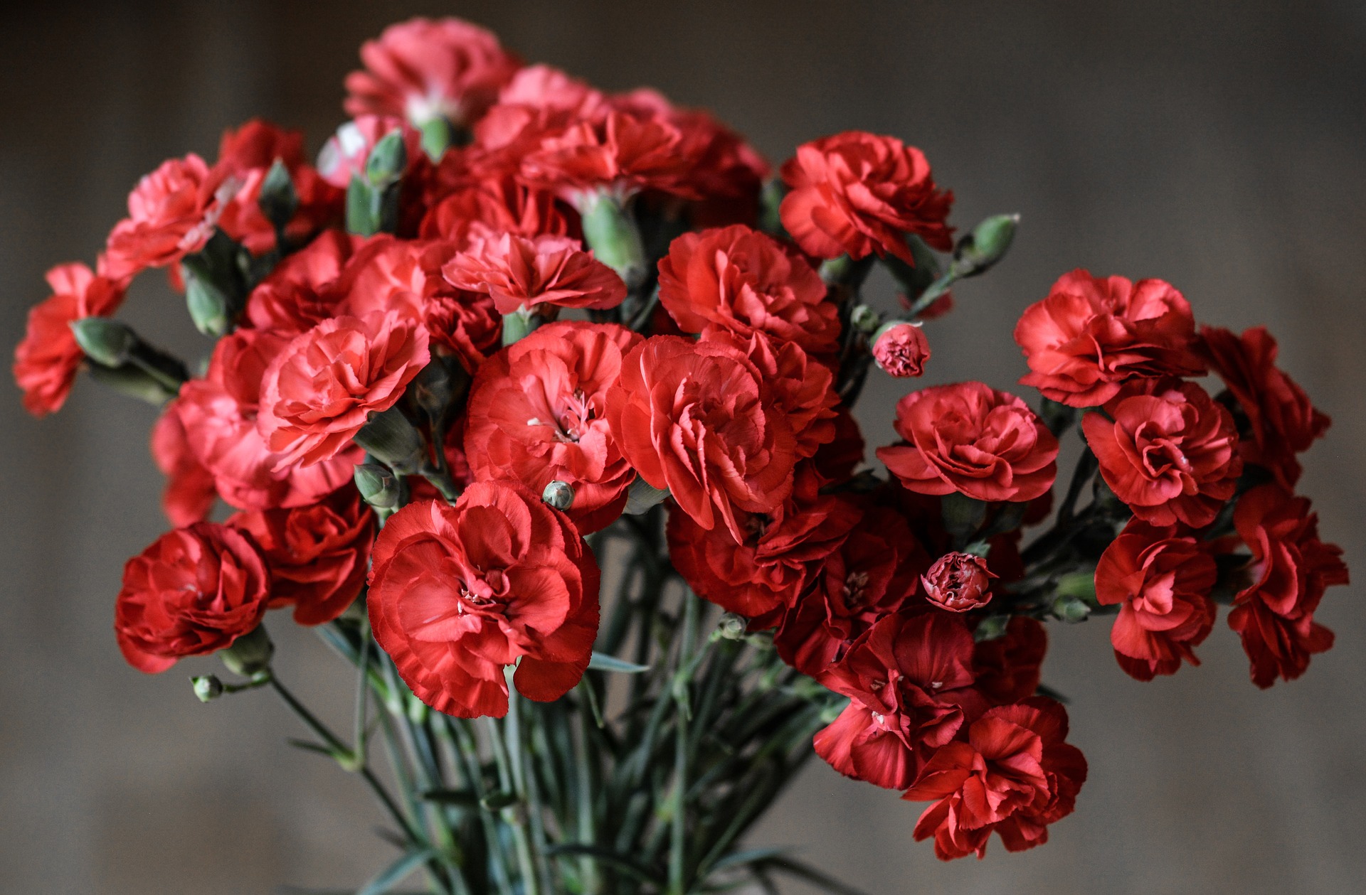 Red carnation flowers