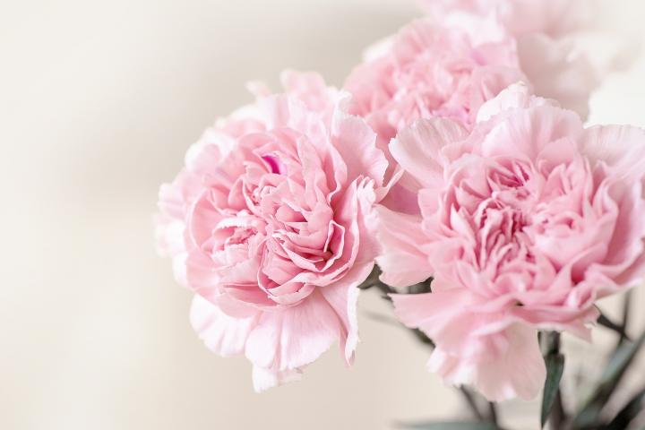 January birth flower, the carnation