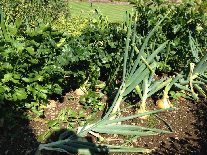 celariac_and_onions_grown_in_a_flower_bed_full_width.jpeg