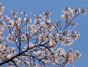 april-rain-flower