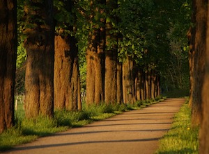 chestnut trees