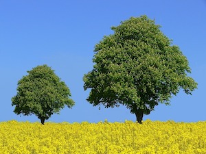 chestnut-tree