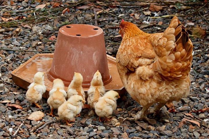 Young chicks with mother hen
