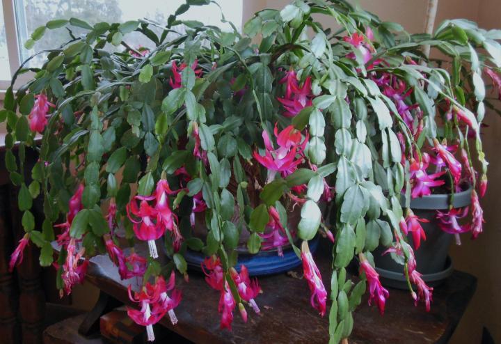 christmas cactus in full bloom