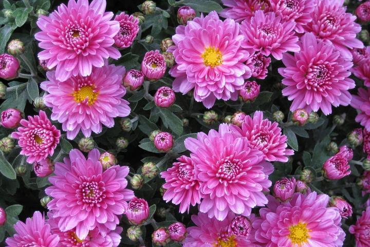chrysanthemum pink flowers
