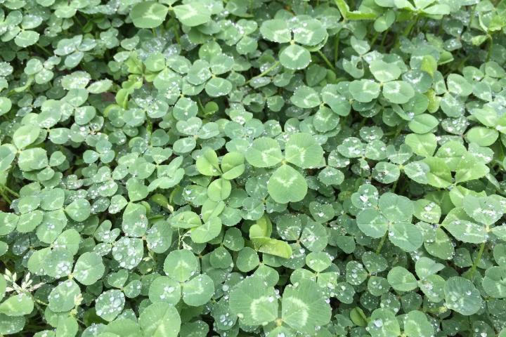 Clover leaves up close