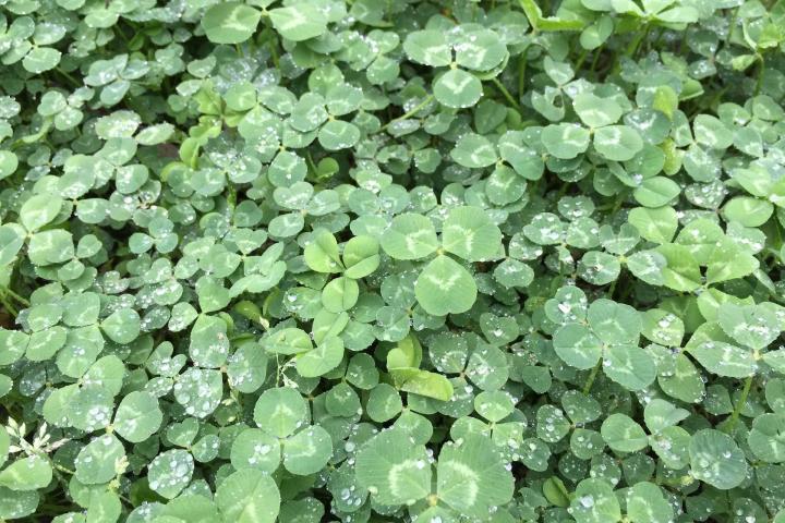 Shamrocks And Four Leaf Clovers What S The Difference The Old Farmer S Almanac Shamrocks And Four Leaf Clovers What S The Difference The Old Farmer S Almanac