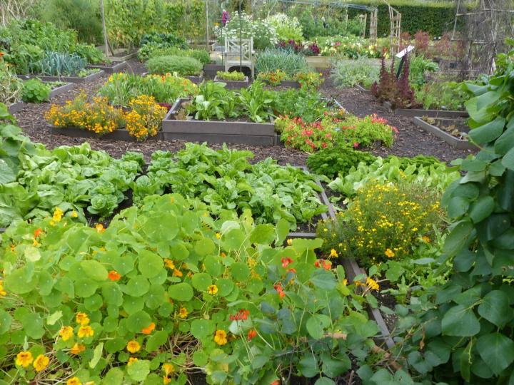 Vegetable garden using companion planting practices
