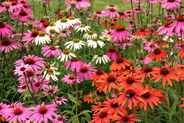 purple and orange Coneflowers