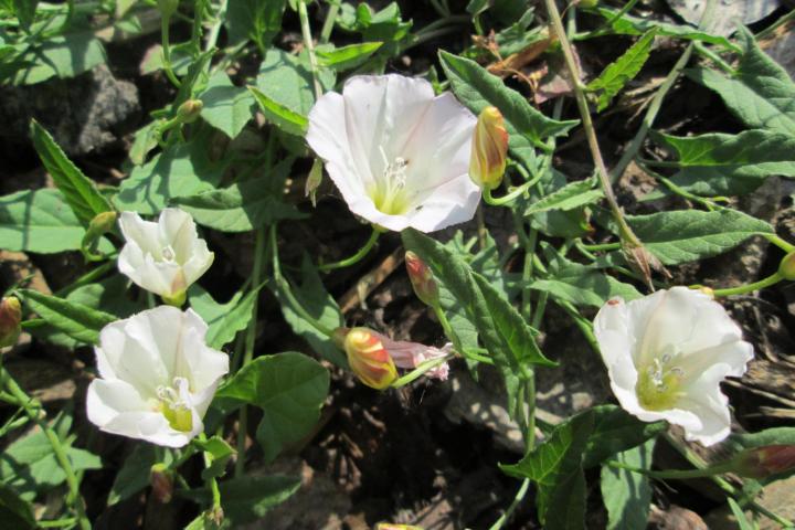 Weeds Identification Chart