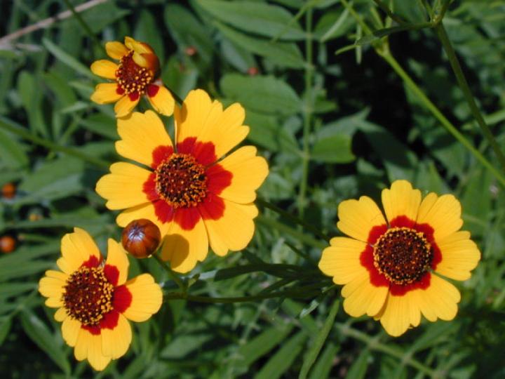 Plains Coreopsis (Coreopsis tinctoria)