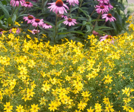 coreopsis and echinacea