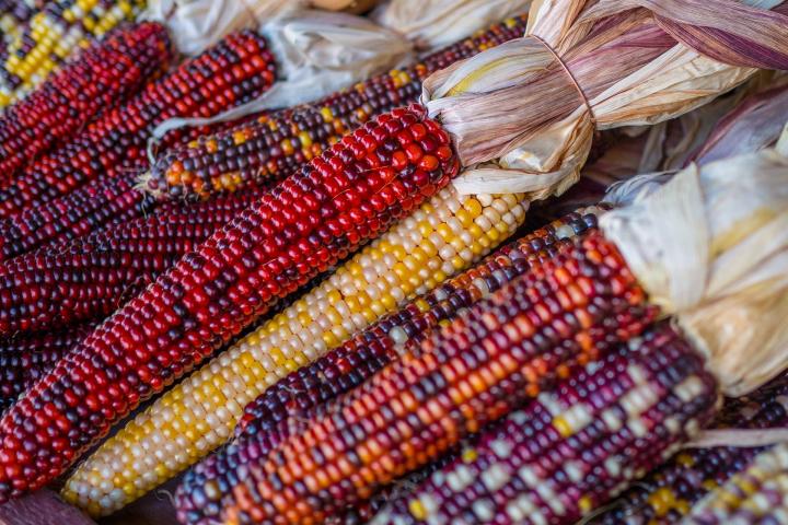 Colorful corn