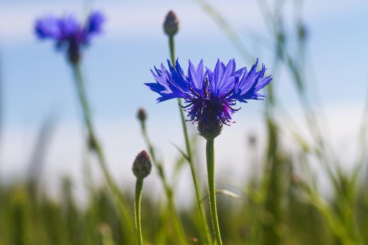 cornflower-2534316_1920_full_width.jpg