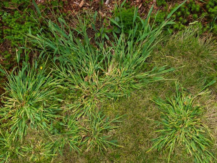 Stop crabgrass before it gets this large