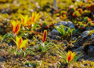 crocus