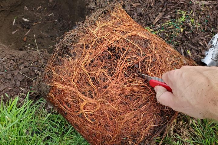 Cutting tree roots