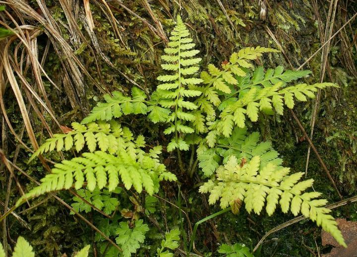 cystopteris_fragilis-single_plant-krzysztof_ziarnek-public_domain_full_width.jpeg