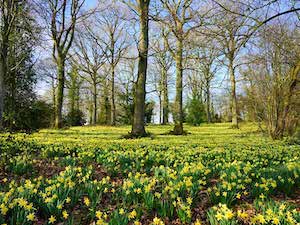 daffodils