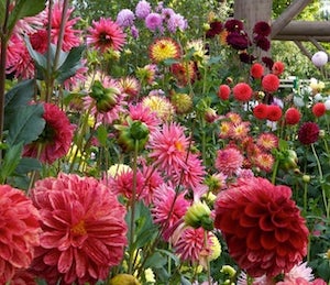 dahlias