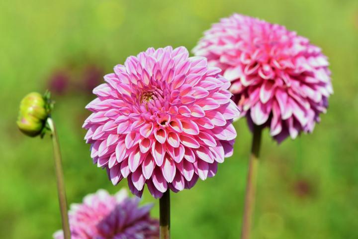 pink dahlias