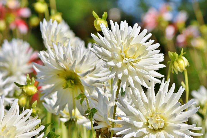 Como Plantar Dálias da Maneira mais Fácil para ter mais Flores.