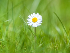 daisies