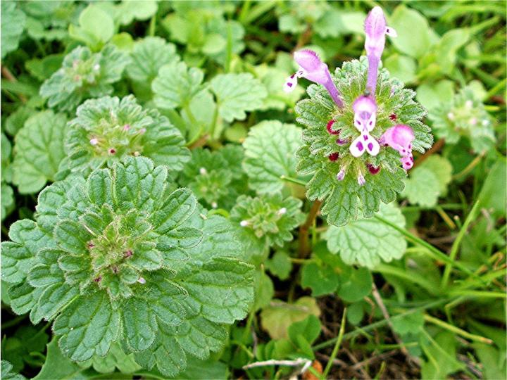 dead-nettle-henbit-lamium_amplexicaule_full_width.jpeg