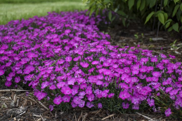 dianthus-pink_full_width.jpg