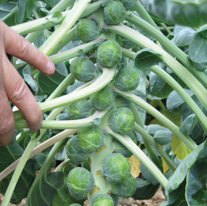 divino-brussels-sprouts_0_full_width.jpg