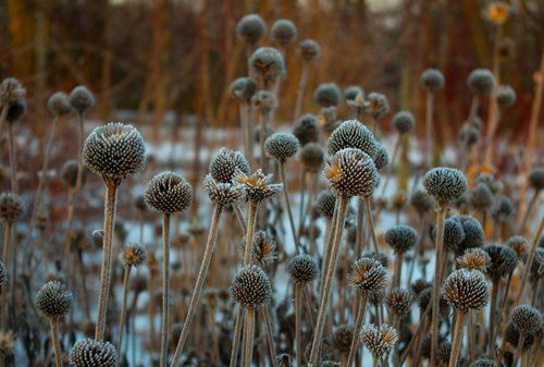 coneflower seedheads in the winter