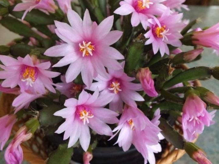 a pink easter cactus in full bloom