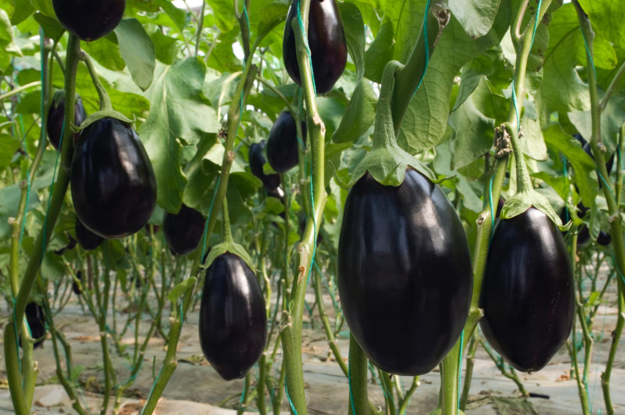 "Eggplants hanging from plants"