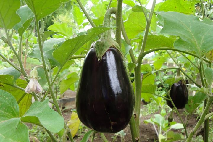 Eggplant