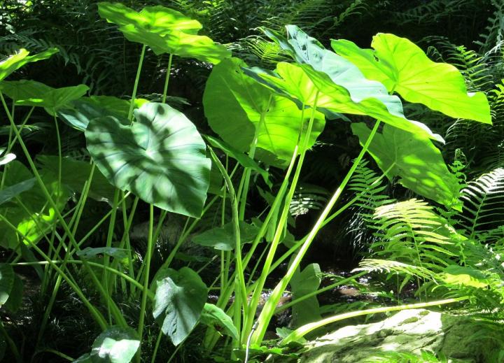 elephant ears and ferns