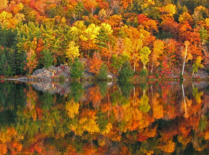 fall foliage with beautiful colors over a lake