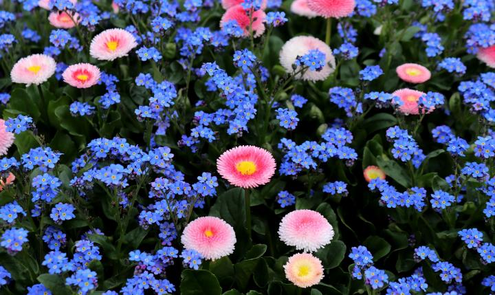 forget-me-not-3313913_1920_full_width.jpg