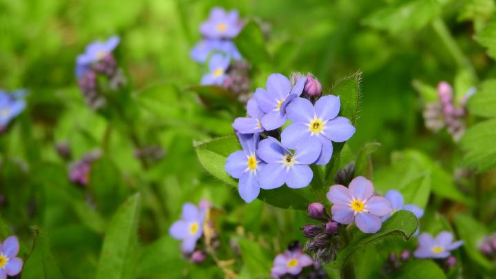 forget-me-not-forest-2308298_1920_full_width.jpg