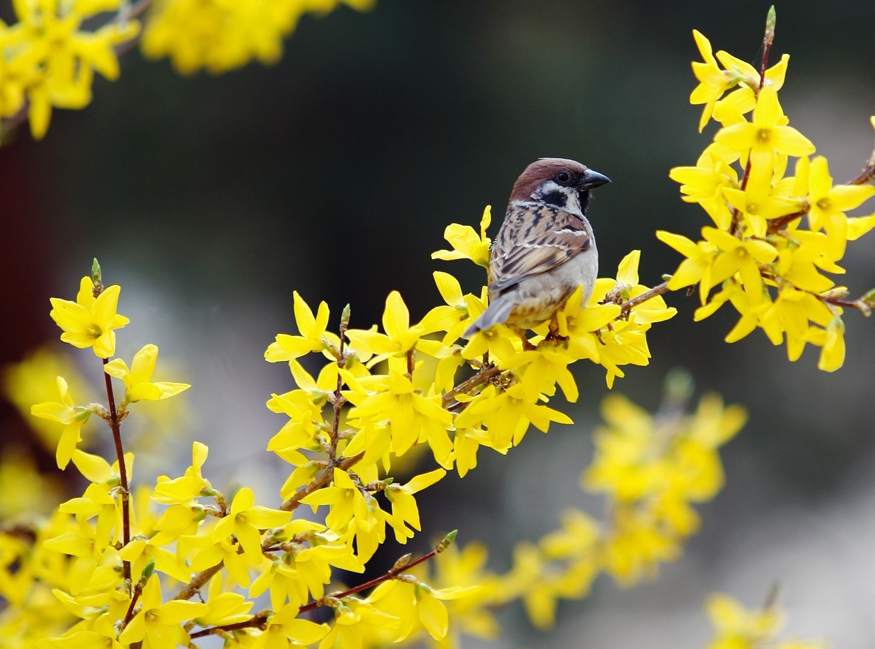 Forsythia How to Grow and Care for Forsythia Bushes   The Old ...