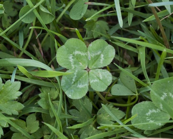 The elusive four-leaf clover.