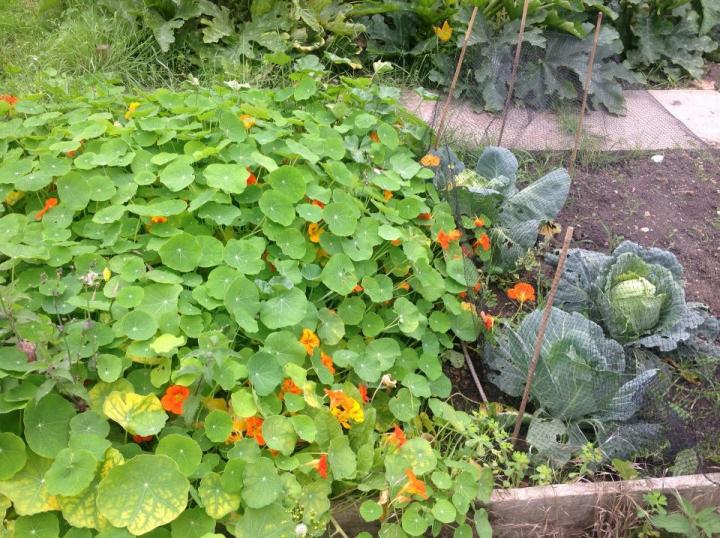 Nasturtium planted next to cabbage