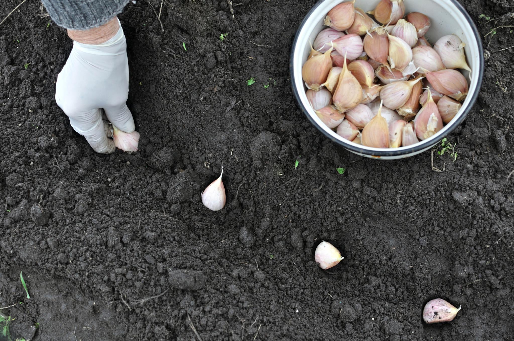 Planting garlic cloves. Photo by Yuriy S / Getty Images