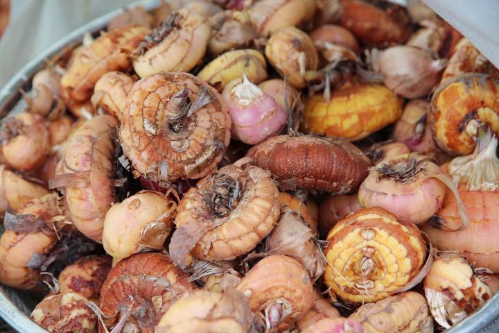 Gladiolus corms in a metal bowl