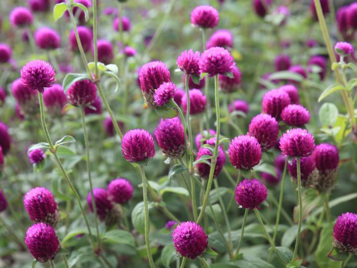 globe-amaranth_full_width.jpeg