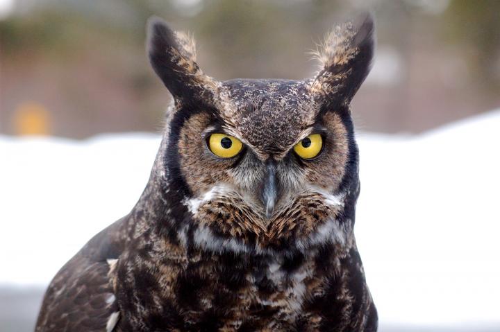 great-horned-owl-744357_1920_full_width.jpg