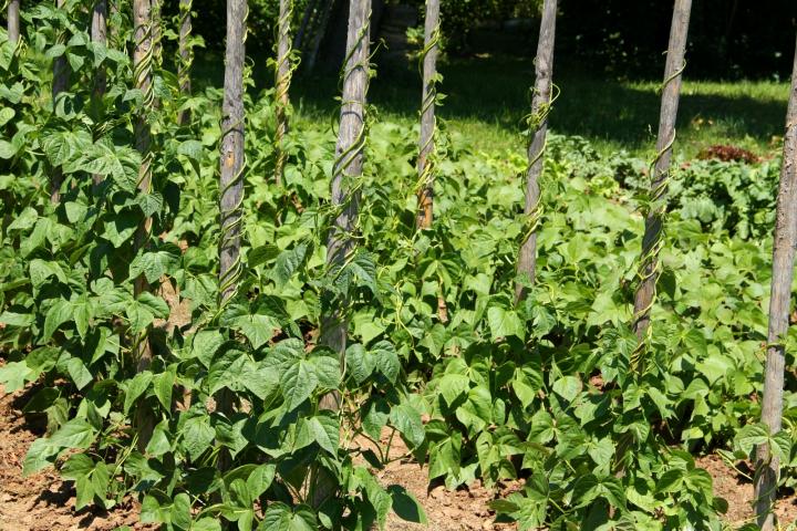 Green bean plants trained up stakes. Photo by fotolinchen/Getty Images.