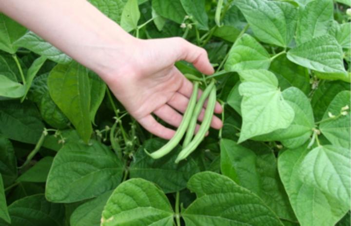 bush beans with a hand holding them